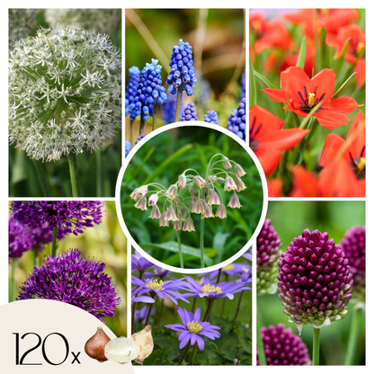 Bulb Mix Glückliche Biene Und Schmetterling - 120 Stk - Allium Anem. Muscari Tulipa 