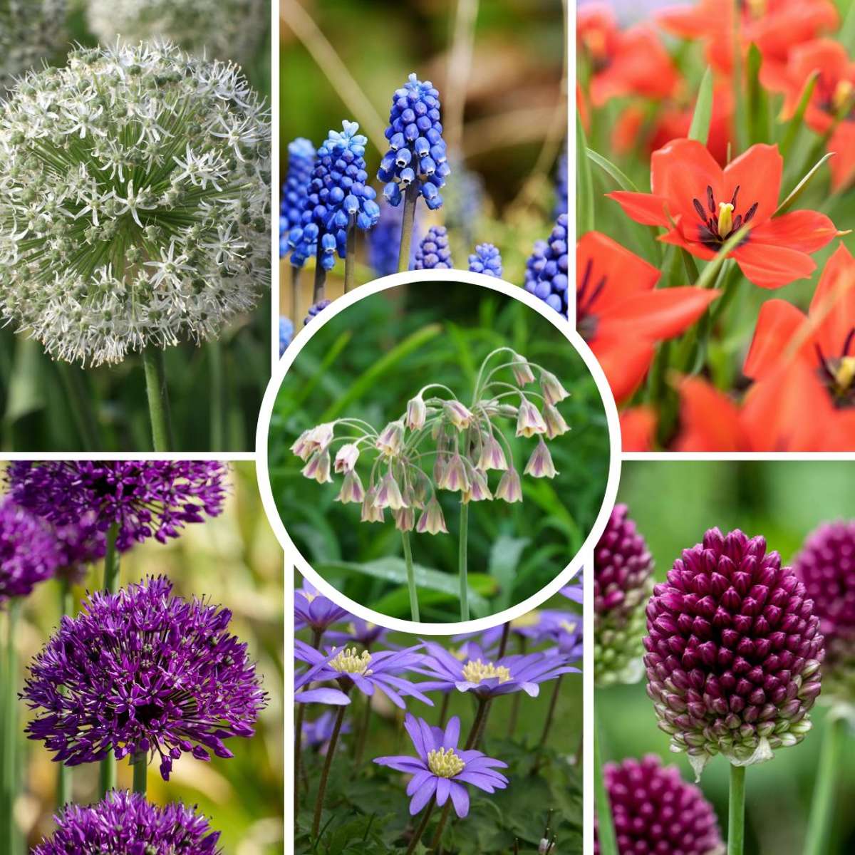 Bulb Mix Glückliche Biene Und Schmetterling - 120 Stk - Allium Anem. Muscari Tulipa 