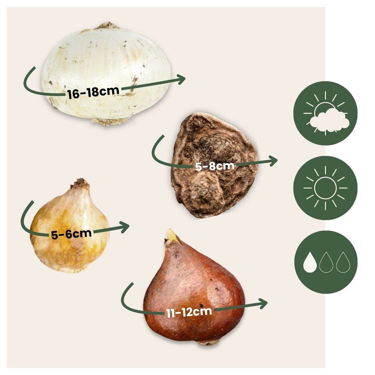 Bulb Mix Glückliche Biene Und Schmetterling - 120 Stk - Allium Anem. Muscari Tulipa 