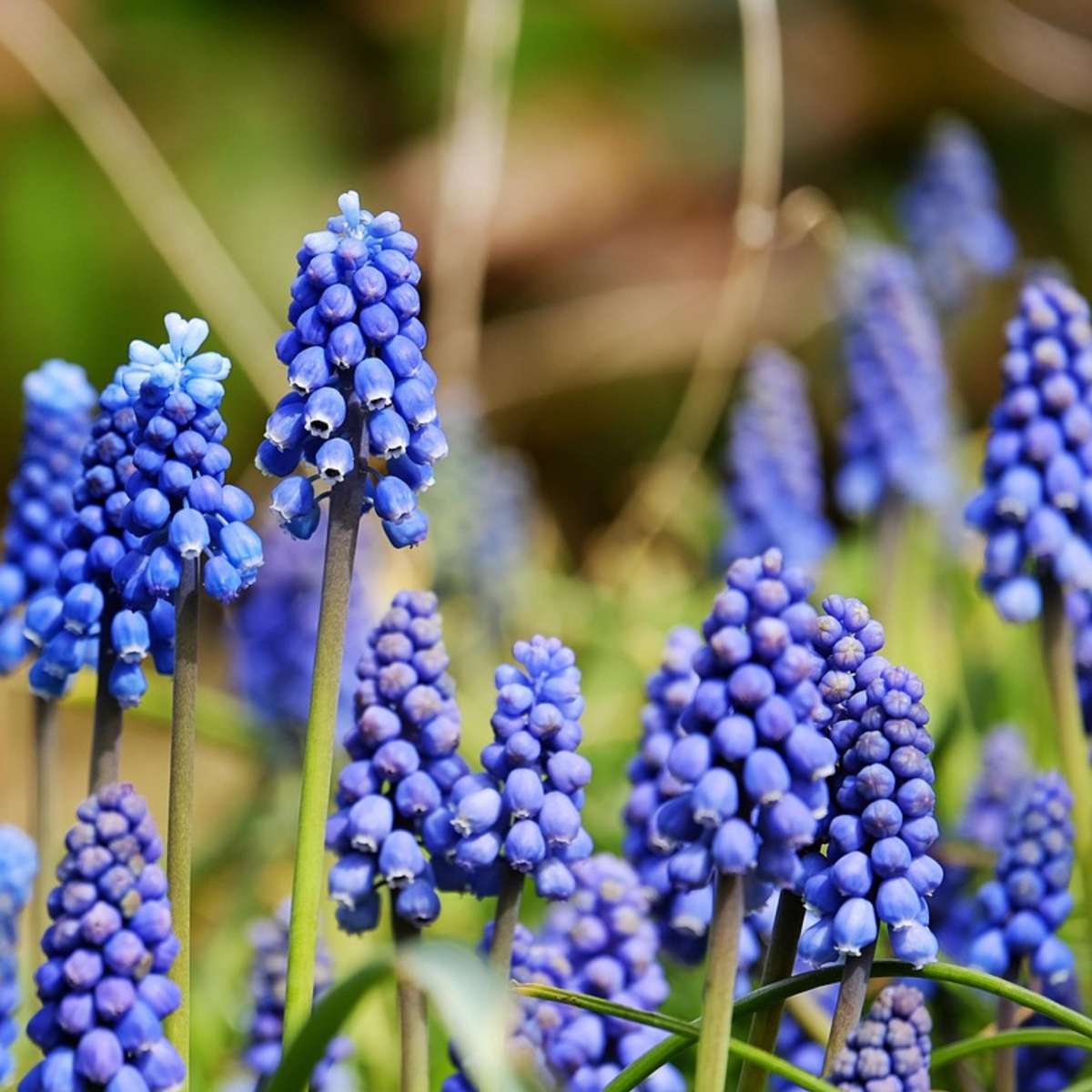 Bulb Mix Glückliche Biene Und Schmetterling - 120 Stk - Allium Anem. Muscari Tulipa 