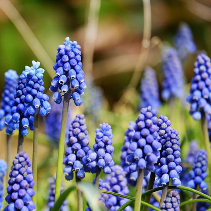 Bulb Mix Glückliche Biene Und Schmetterling - 120 Stk - Allium Anem. Muscari Tulipa 