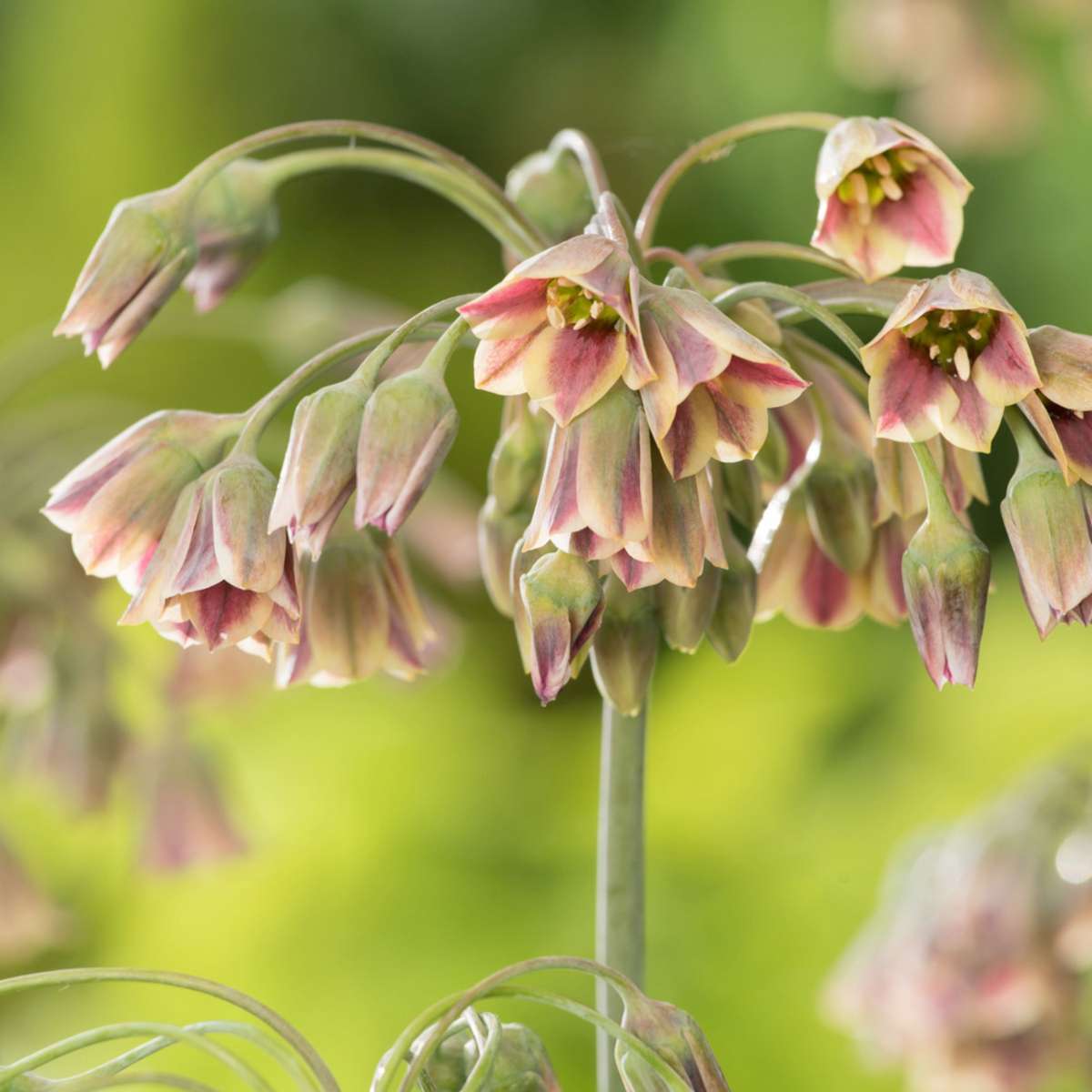 Bulb Mix Glücklicher Schmetterling - 40 Stk - Blumenzwiebeln - Mehrfarbig 