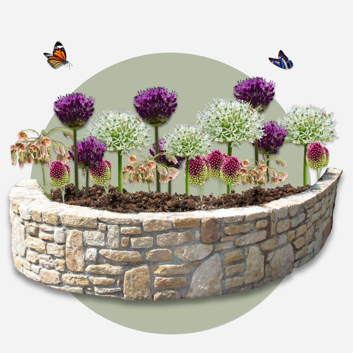 Bulb Mix Glücklicher Schmetterling - 40 Stk - Blumenzwiebeln - Mehrfarbig 