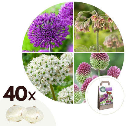 Bulb Mix Glücklicher Schmetterling - 40 Stk - Blumenzwiebeln - Mehrfarbig 