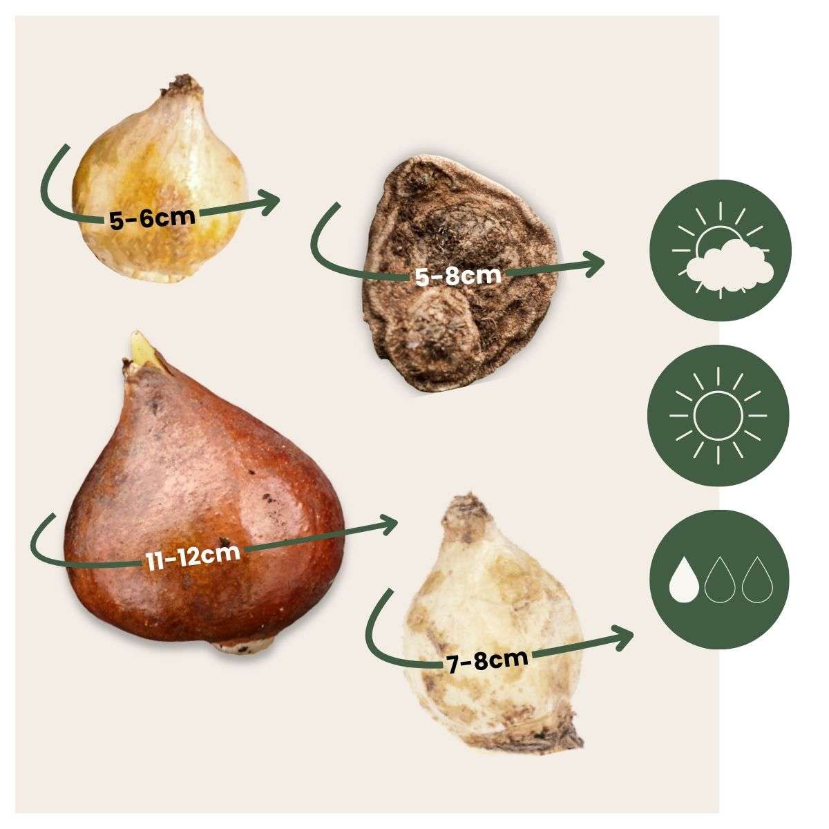 Bulb Mix Glückliche Biene - 80 Stk - Anemon Chionodoxa Muscari Nectar.tulipa - Zwiebeln 