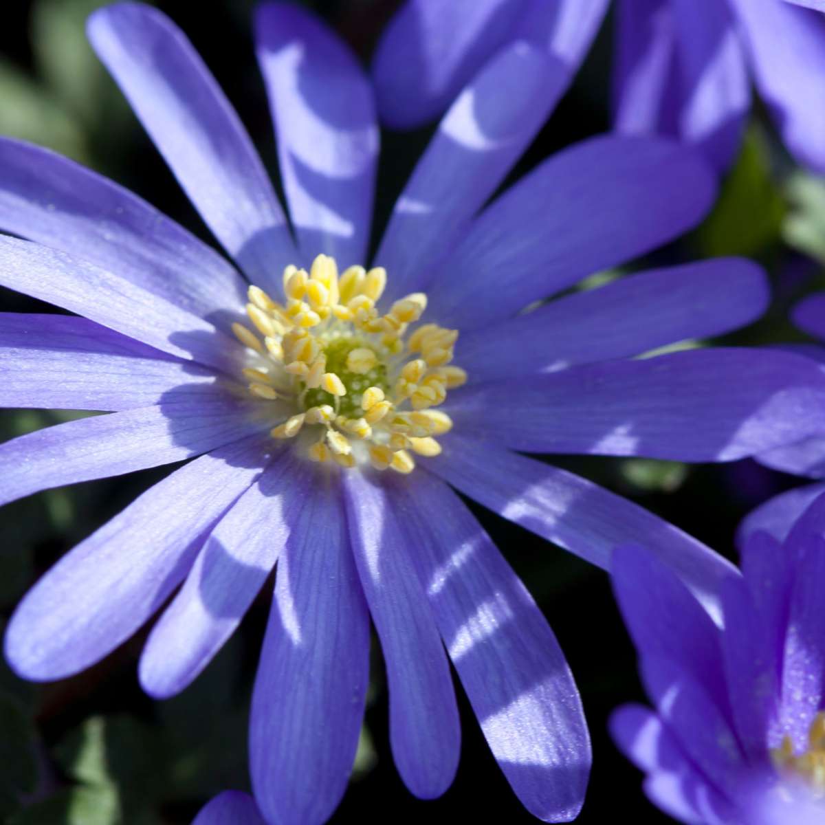 Bulb Mix Glückliche Biene - 80 Stk - Anemon Chionodoxa Muscari Nectar.tulipa - Zwiebeln 