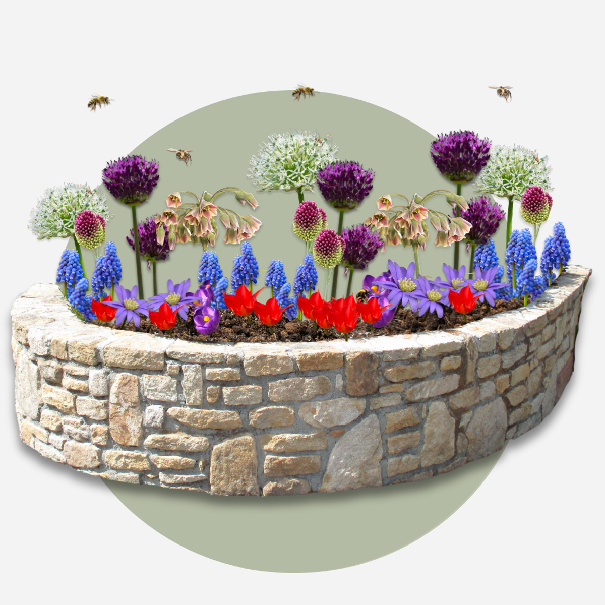 Bulb Mix Glückliche Biene - 80 Stk - Anemon Chionodoxa Muscari Nectar.tulipa - Zwiebeln 