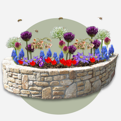 Bulb Mix Glückliche Biene - 80 Stk - Anemon Chionodoxa Muscari Nectar.tulipa - Zwiebeln 