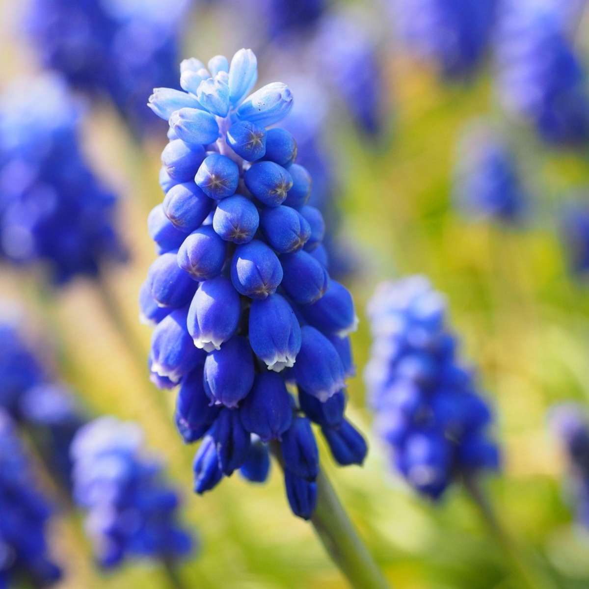 Bulb Mix Glückliche Biene - 80 Stk - Anemon Chionodoxa Muscari Nectar.tulipa - Zwiebeln 