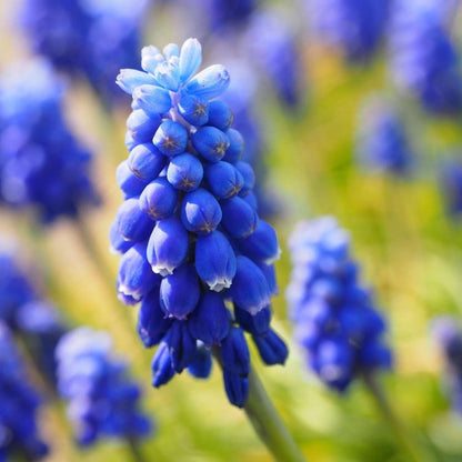 Bulb Mix Glückliche Biene - 80 Stk - Anemon Chionodoxa Muscari Nectar.tulipa - Zwiebeln 