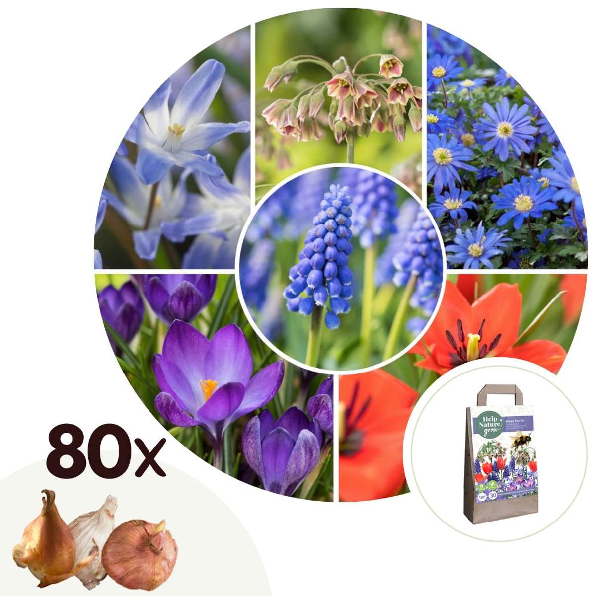Bulb Mix Glückliche Biene - 80 Stk - Anemon Chionodoxa Muscari Nectar.tulipa - Zwiebeln 
