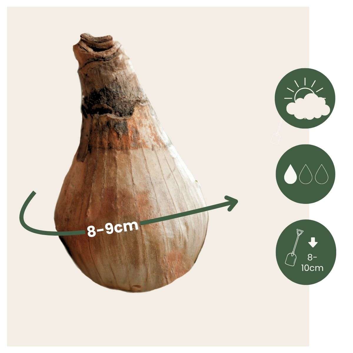 Other Types Of Flower Bulbs Frühlingsglocke - 40 Stk - Leucojum Aestivium - Blumenzwiebeln - Weiß 