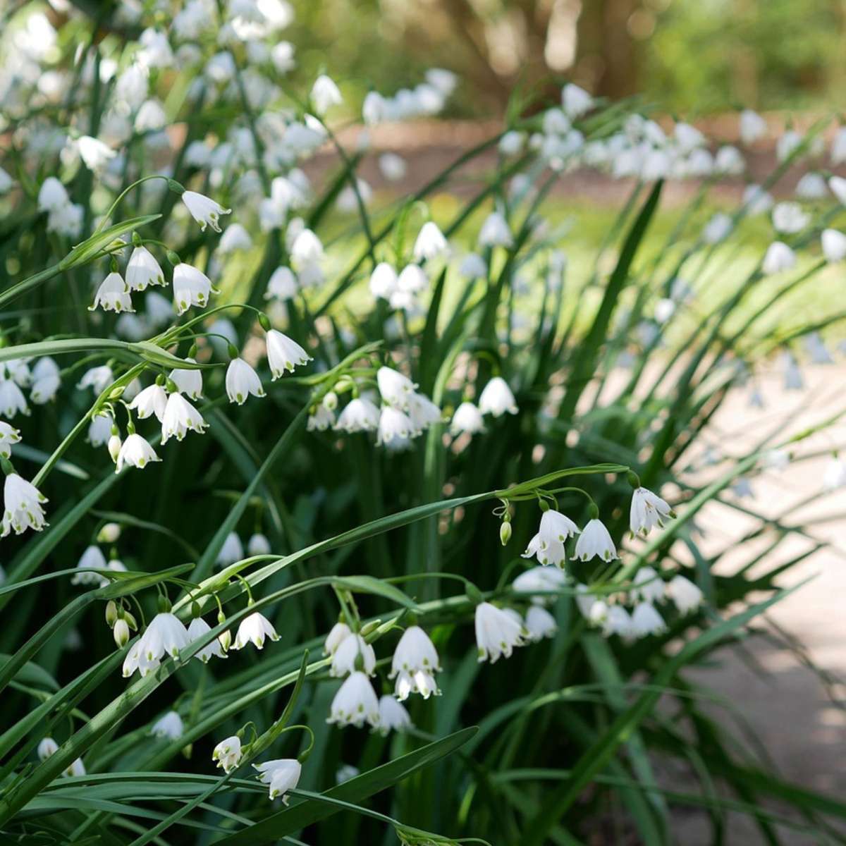 Other Types Of Flower Bulbs Frühlingsglocke - 20 Stk - Leucojum Aestivium - Blumenzwiebeln - Weiß 