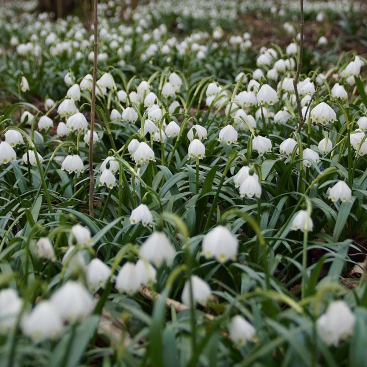 Other Types Of Flower Bulbs Frühlingsglocke - 20 Stk - Leucojum Aestivium - Blumenzwiebeln - Weiß 