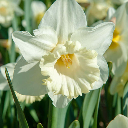 Daffodil Narzissenzwiebeln - 15 Stk - Narcissus 'Mount Hood' - Blumenzwiebeln - Gelb 