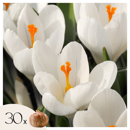 Crocus Krokuszwiebeln - 30 Stk - Crocus 'White' - Blumenzwiebeln - Weiß 