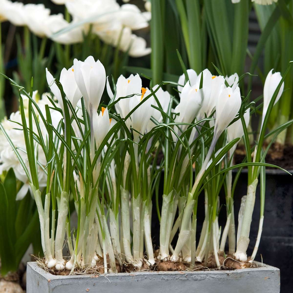 Crocus Krokuszwiebeln - 30 Stk - Crocus 'White' - Blumenzwiebeln - Weiß 