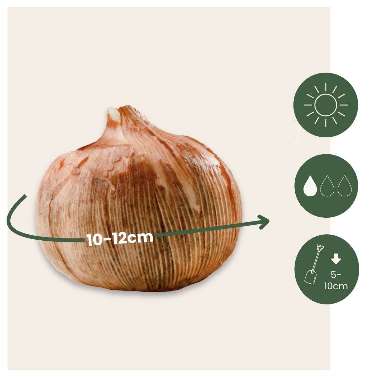 Crocus Krokuszwiebeln - 30 Stk - Crocus 'White' - Blumenzwiebeln - Weiß 