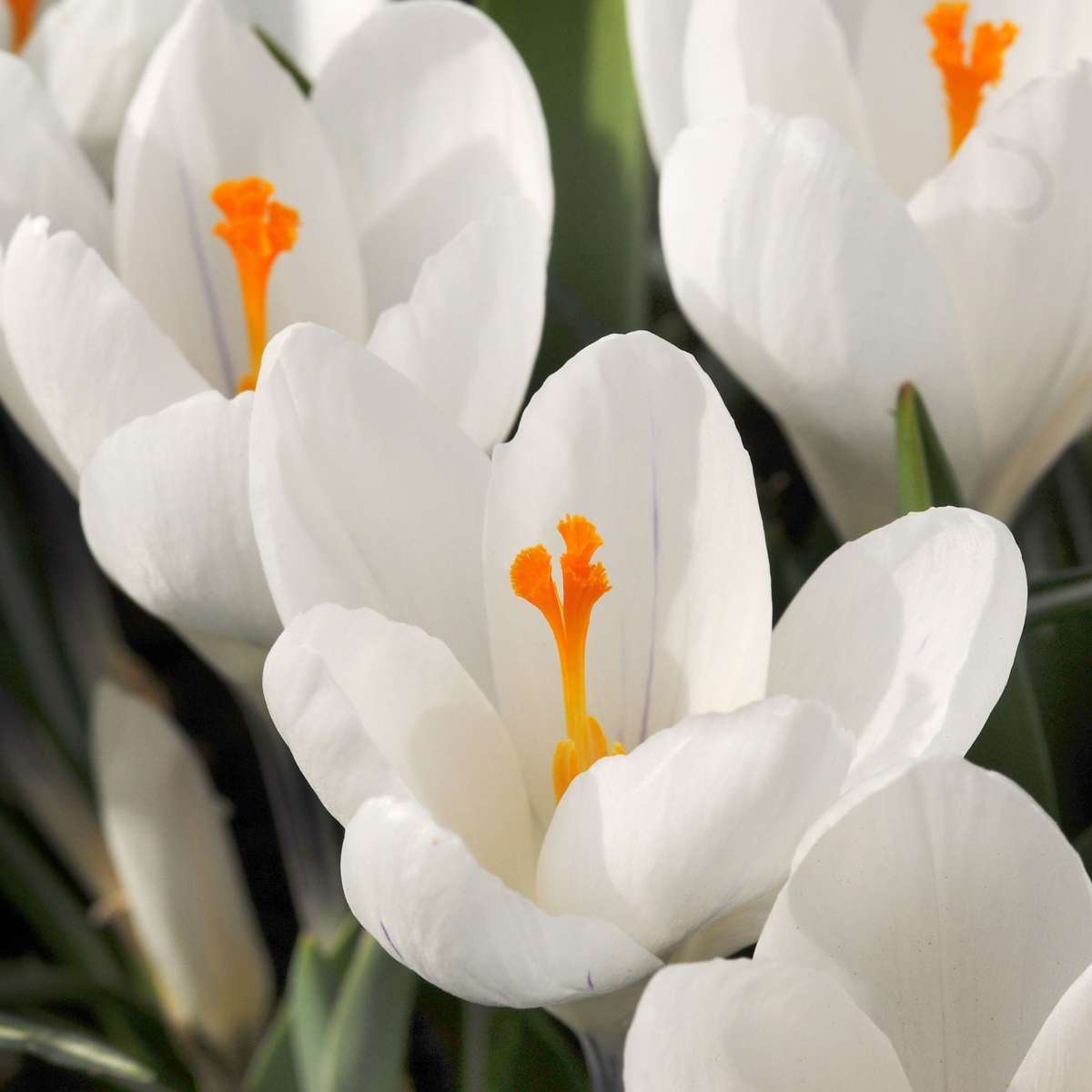 Crocus Krokuszwiebeln - 30 Stk - Crocus 'White' - Blumenzwiebeln - Weiß 