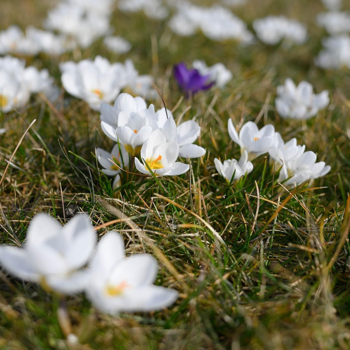Crocus Krokuszwiebeln - 30 Stk - Crocus 'White' - Blumenzwiebeln - Weiß 