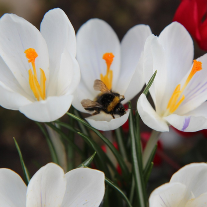 Crocus Krokuszwiebeln - 30 Stk - Crocus 'White' - Blumenzwiebeln - Weiß 