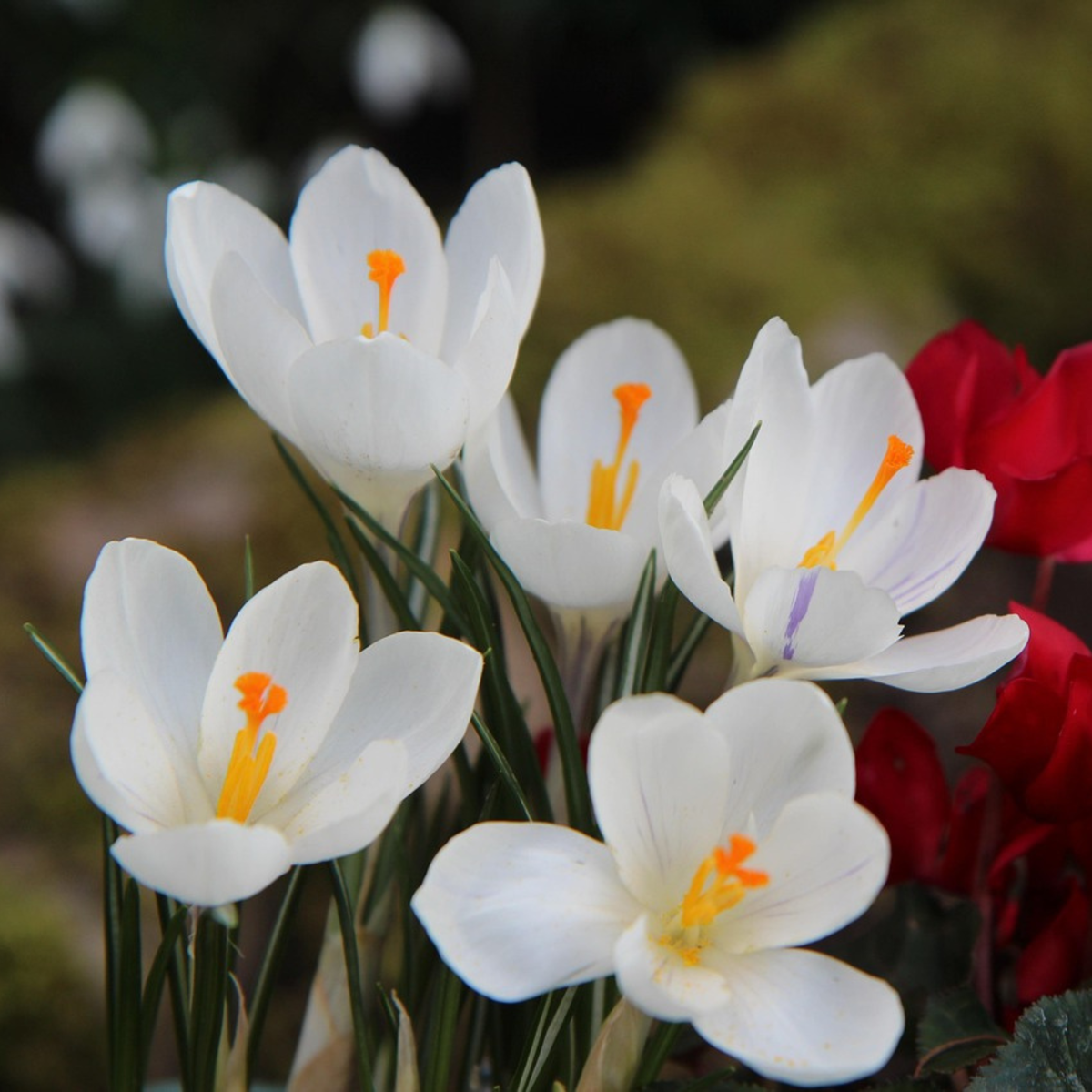 Crocus Krokuszwiebeln - 30 Stk - Crocus 'White' - Blumenzwiebeln - Weiß 