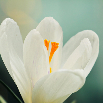 Crocus Krokuszwiebeln - 30 Stk - Crocus 'White' - Blumenzwiebeln - Weiß 