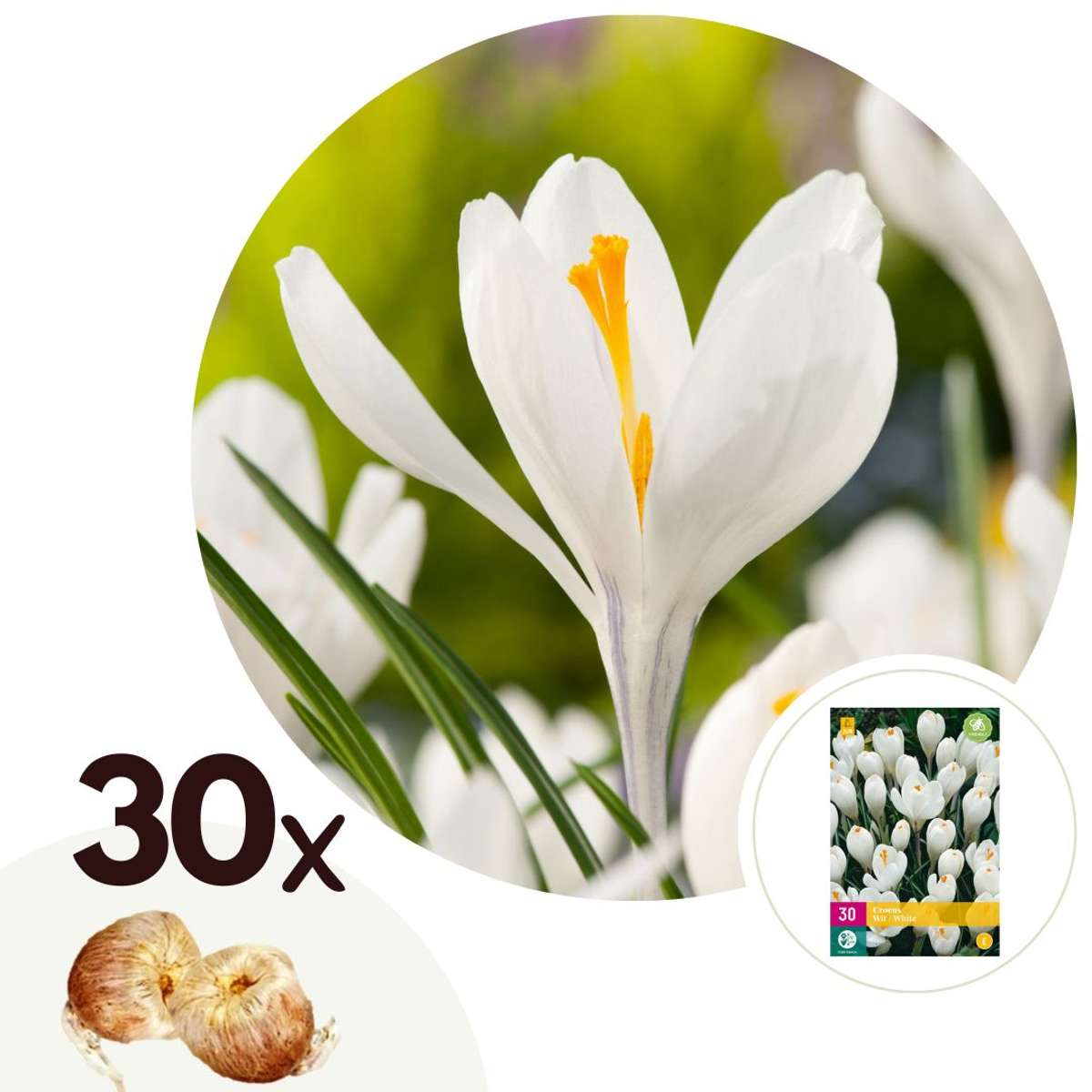Crocus Krokuszwiebeln - 30 Stk - Crocus 'White' - Blumenzwiebeln - Weiß 