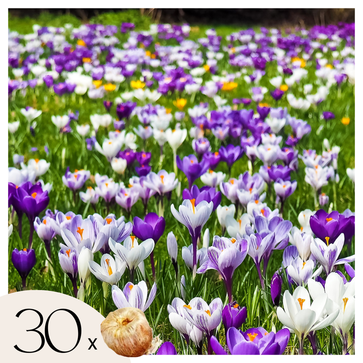 Crocus Krokuszwiebeln - 30 Stk - 'Large Flowering Mix' - Blumenzwiebeln - Mehrfarbig 