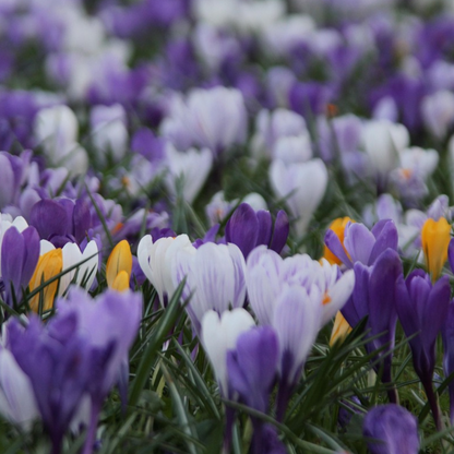 Crocus Krokuszwiebeln - 30 Stk - 'Large Flowering Mix' - Blumenzwiebeln - Mehrfarbig 