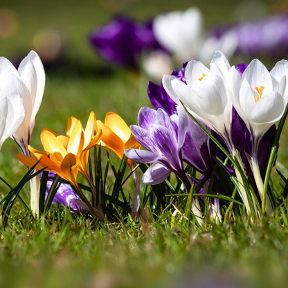 Crocus Krokuszwiebeln - 30 Stk - 'Large Flowering Mix' - Blumenzwiebeln - Mehrfarbig 