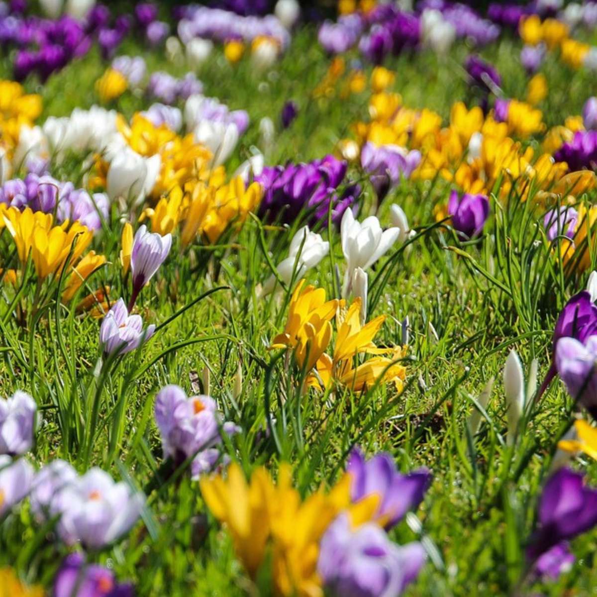 Crocus Krokuszwiebeln - 30 Stk - 'Large Flowering Mix' - Blumenzwiebeln - Mehrfarbig 