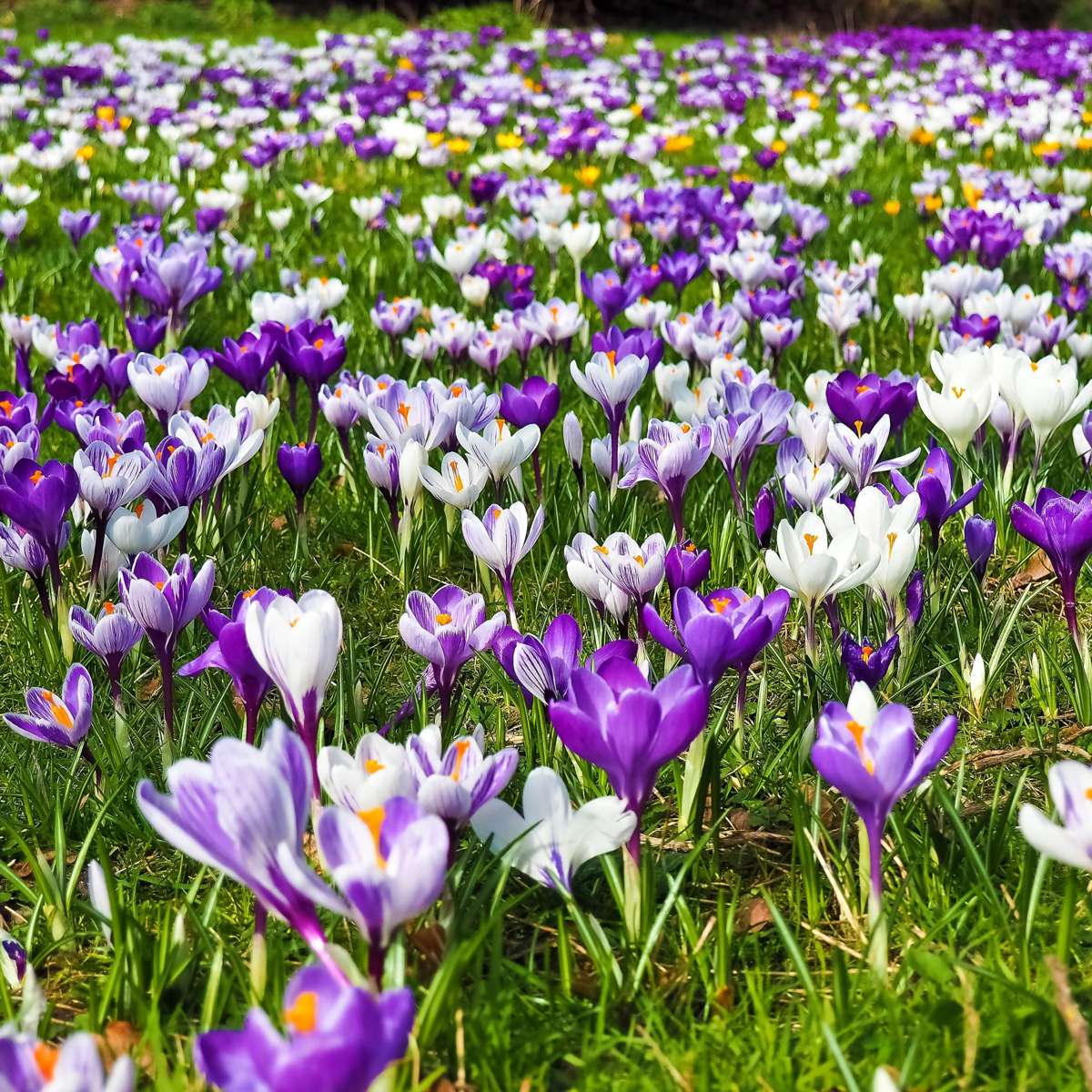 Crocus Krokuszwiebeln - 30 Stk - 'Large Flowering Mix' - Blumenzwiebeln - Mehrfarbig 