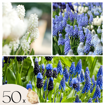 Grape Hyacinth Traubenhyazinthen - 50 Stk - Muscari 'Magic Mix' - Blumenzwiebeln - Mehrfarbig 