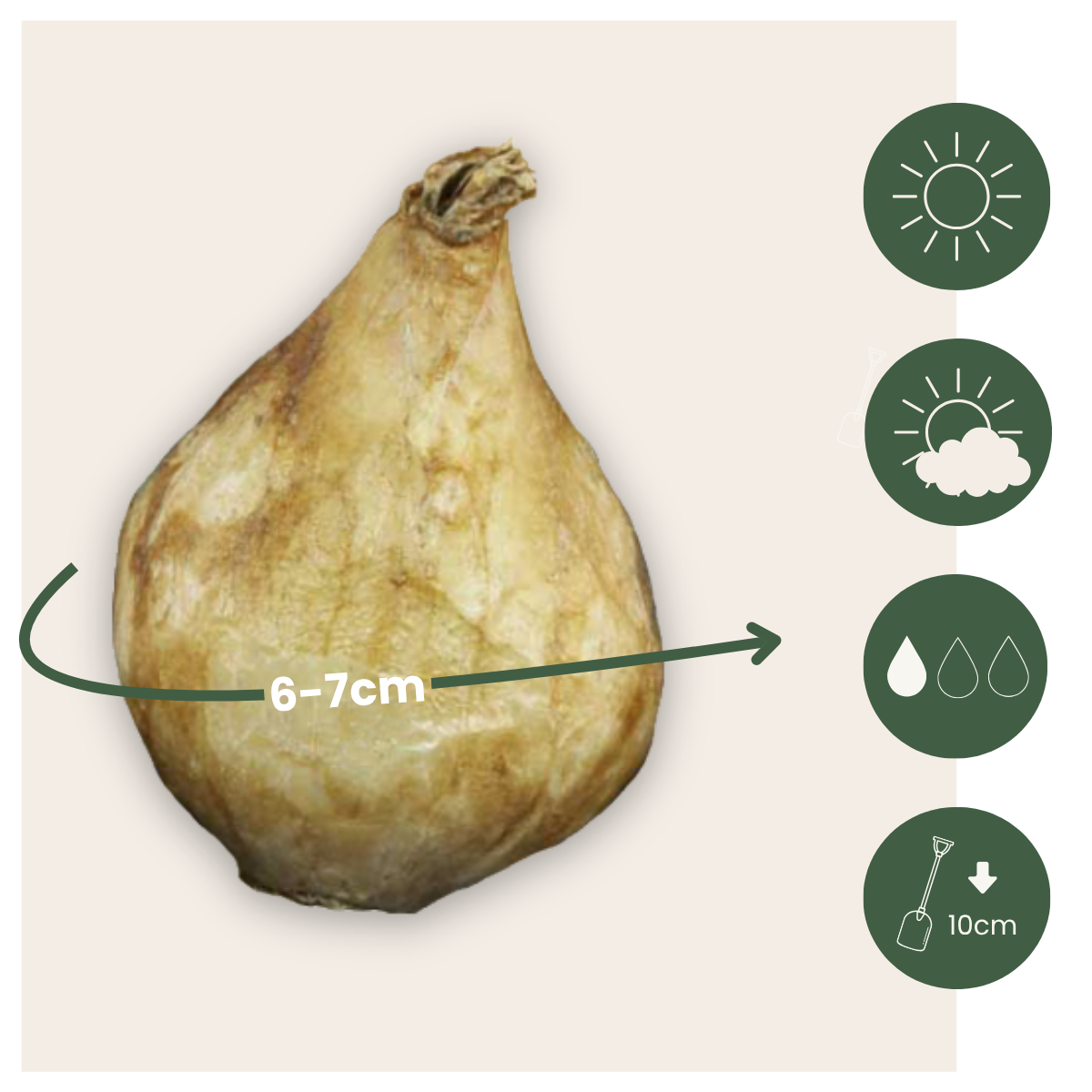 Grape Hyacinth Traubenhyazinthen - 50 Stk - Muscari 'Magic Mix' - Blumenzwiebeln - Mehrfarbig 