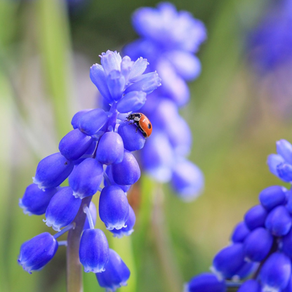 Grape Hyacinth Traubenhyazinthen - 50 Stk - Muscari 'Magic Mix' - Blumenzwiebeln - Mehrfarbig 