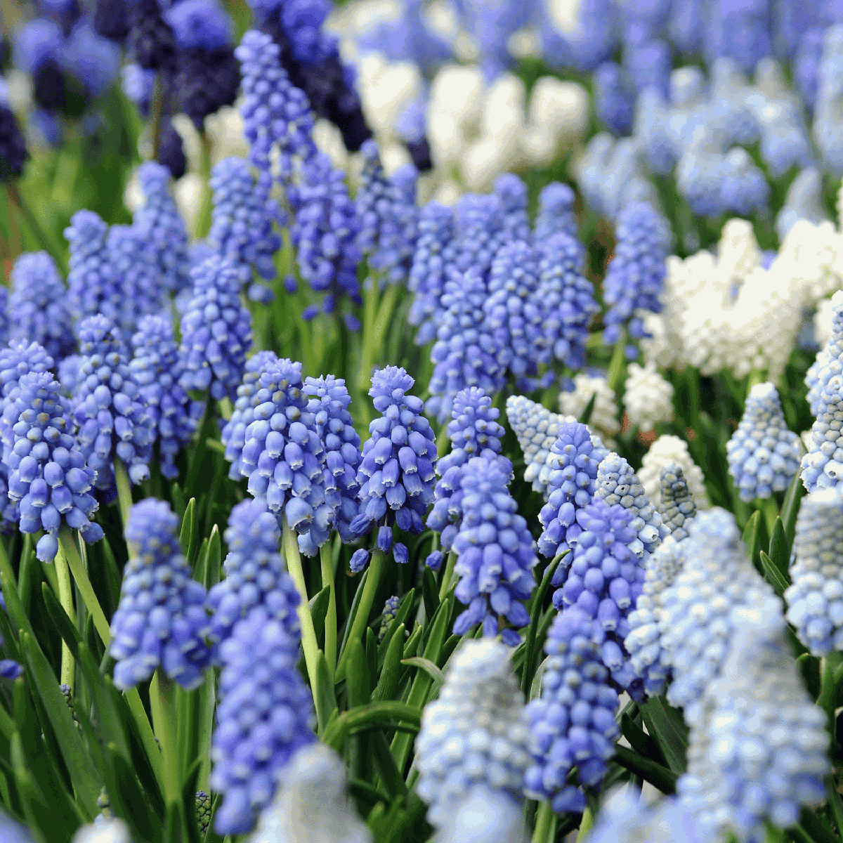 Grape Hyacinth Traubenhyazinthen - 50 Stk - Muscari 'Magic Mix' - Blumenzwiebeln - Mehrfarbig 