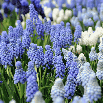 Grape Hyacinth Traubenhyazinthen - 50 Stk - Muscari 'Magic Mix' - Blumenzwiebeln - Mehrfarbig 
