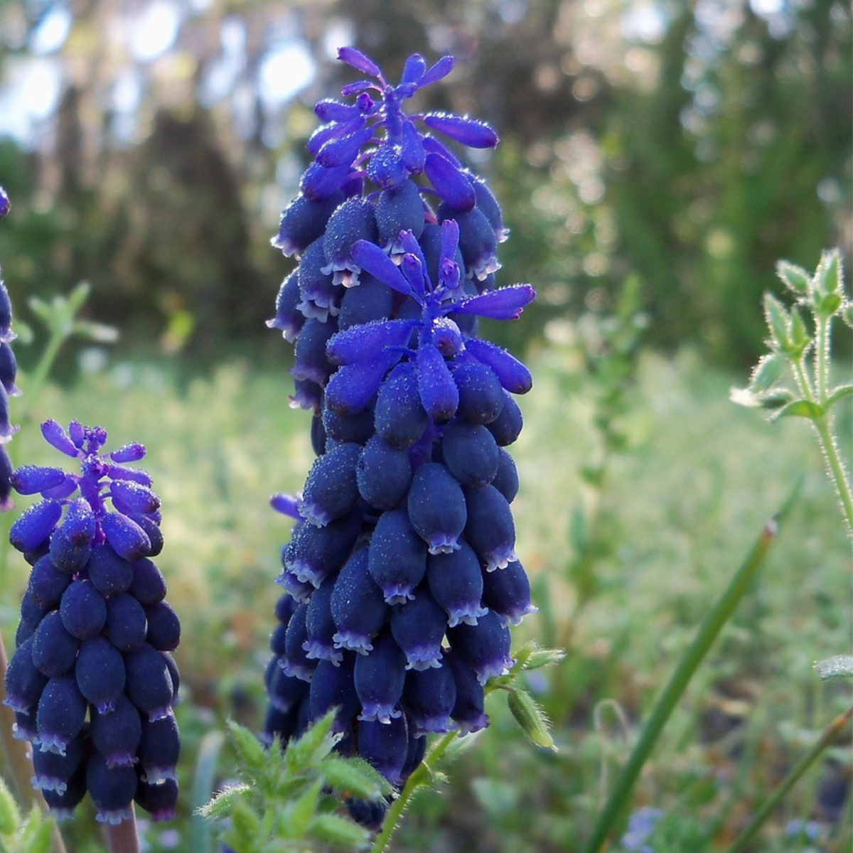 Grape Hyacinth Traubenhyazinthen - 50 Stk - Muscari 'Magic Mix' - Blumenzwiebeln - Mehrfarbig 