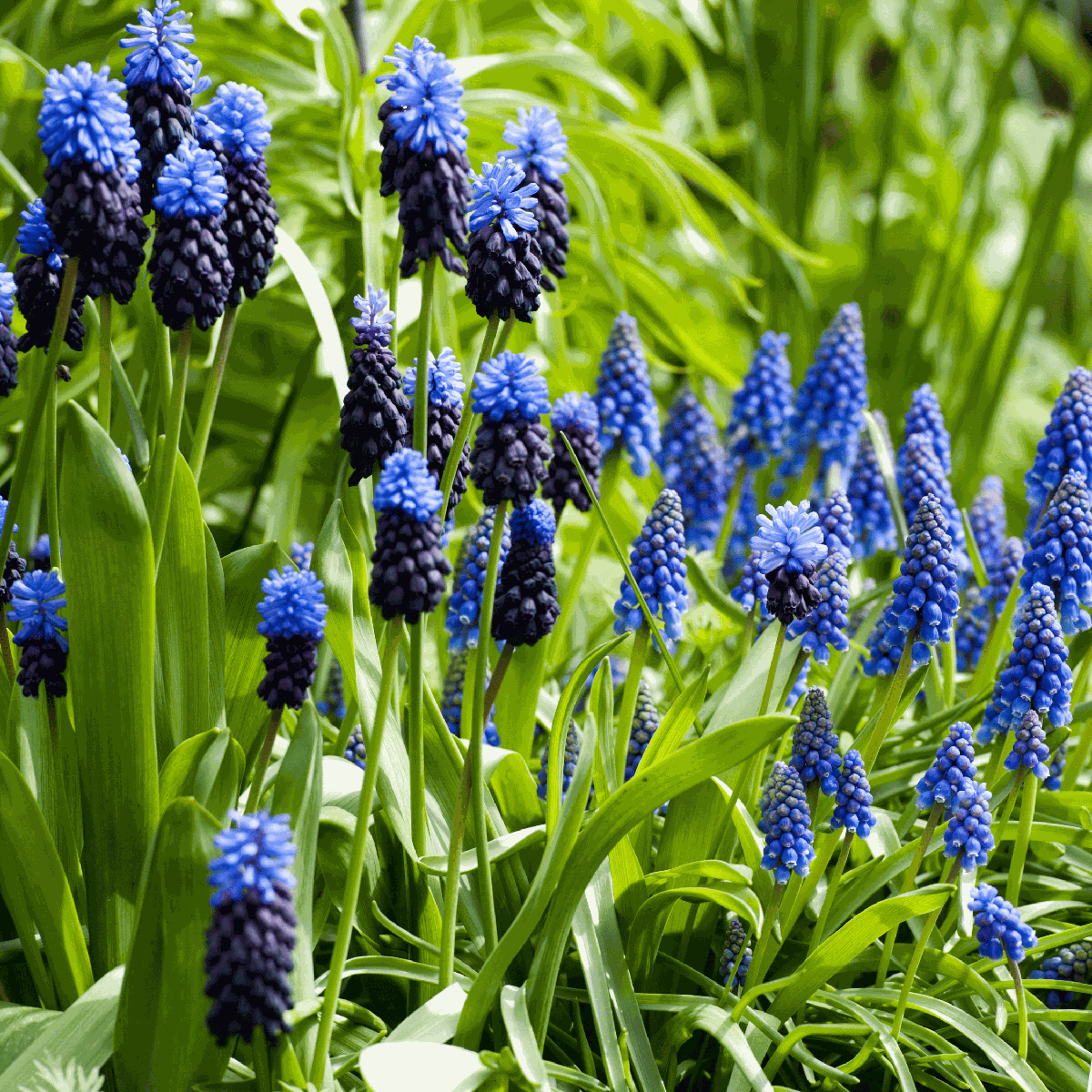 Grape Hyacinth Traubenhyazinthen - 50 Stk - Muscari 'Magic Mix' - Blumenzwiebeln - Mehrfarbig 