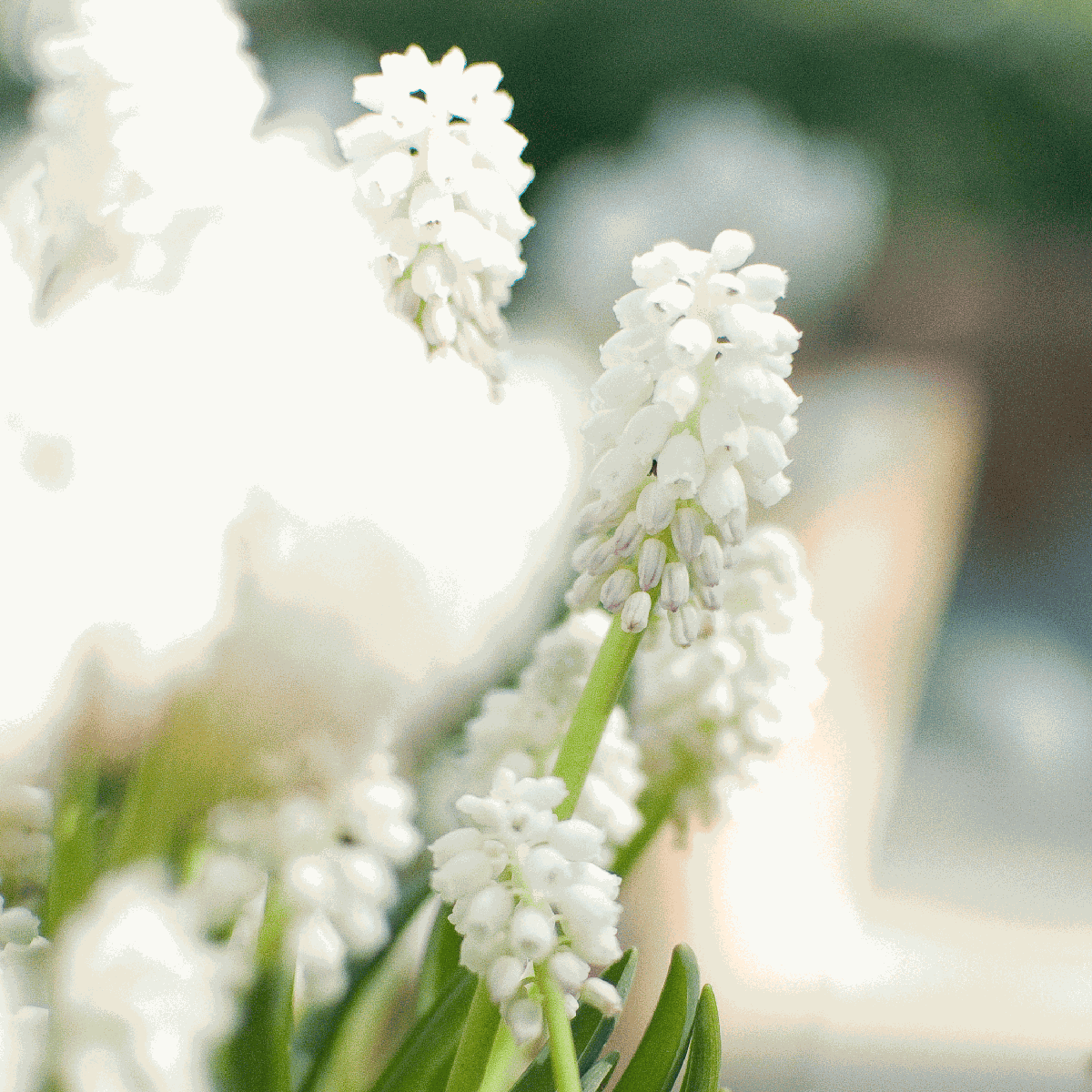 Grape Hyacinth Traubenhyazinthen - 50 Stk - Muscari 'Magic Mix' - Blumenzwiebeln - Mehrfarbig 