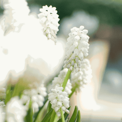 Grape Hyacinth Traubenhyazinthen - 50 Stk - Muscari 'Magic Mix' - Blumenzwiebeln - Mehrfarbig 