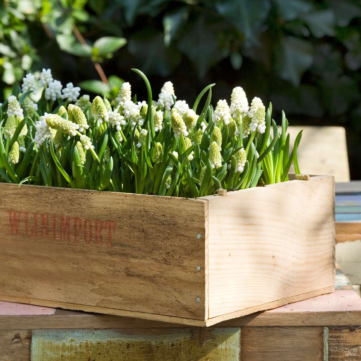 Grape Hyacinth Traubenhyazinthen - 50 Stk - Muscari 'White Magic' - Blumenzwiebeln - Weiß 