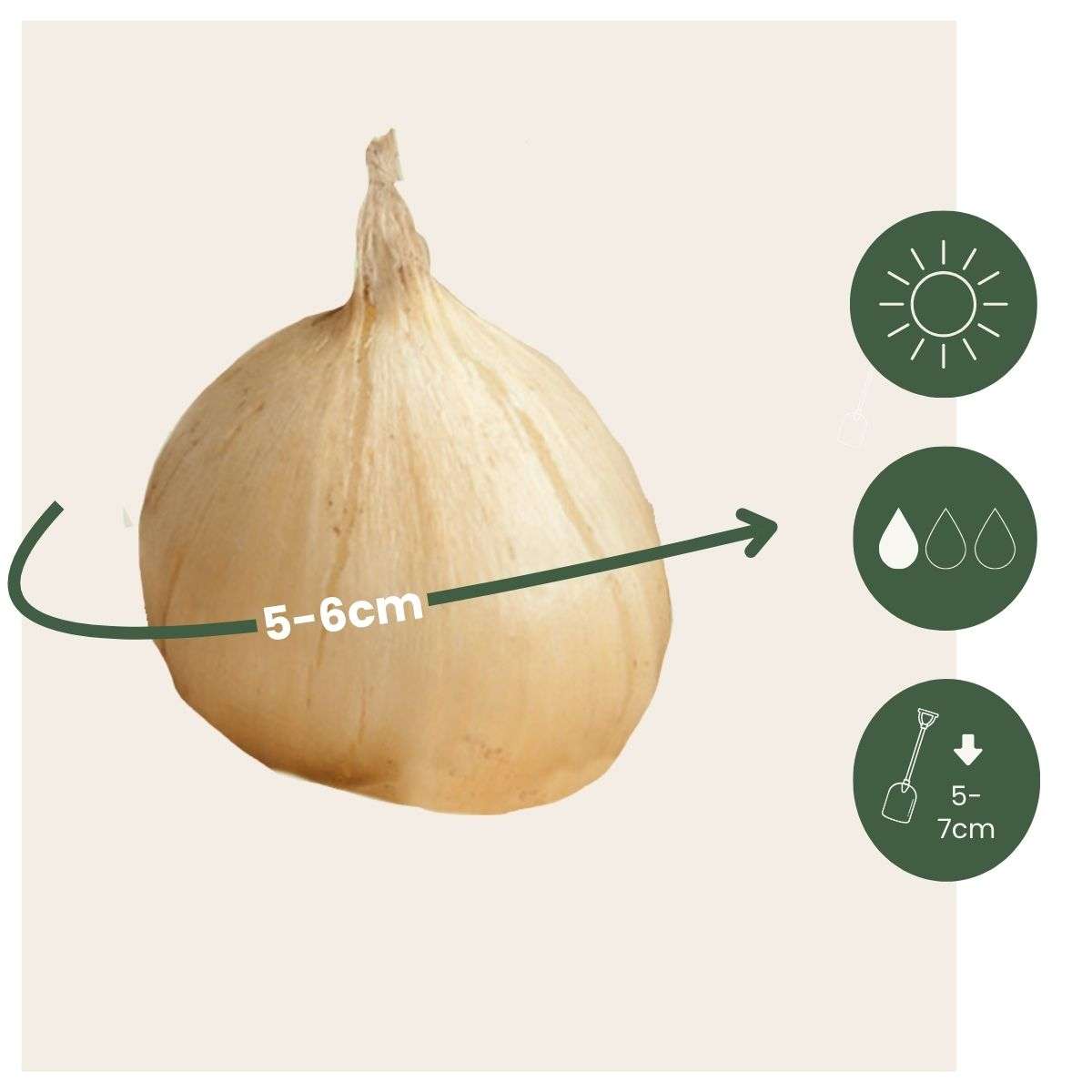 Alliumzwiebeln - 200 Stk - Allium 'Sphaerocephalon' - Blumenzwiebeln - Lila 