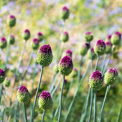 Alliumzwiebeln - 100 Stk - Allium 'Sphaerocephalon' - Blumenzwiebeln - Lila 