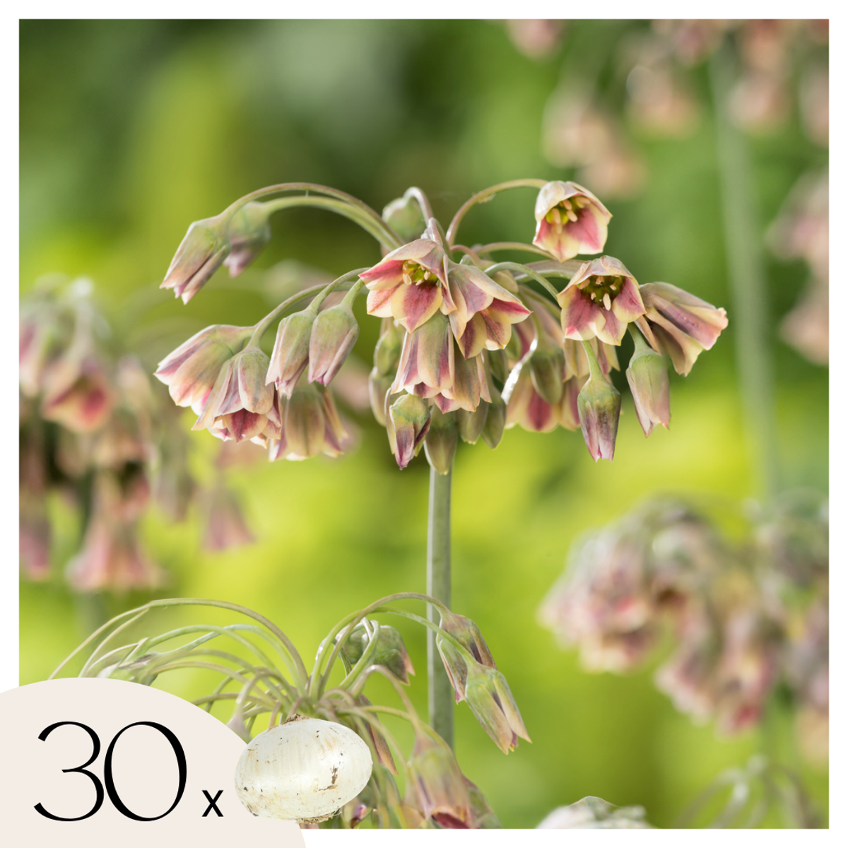 Alliumzwiebeln - 30 Stk - Allium 'Nectaroscordum' - Blumenzwiebeln - Rosa 