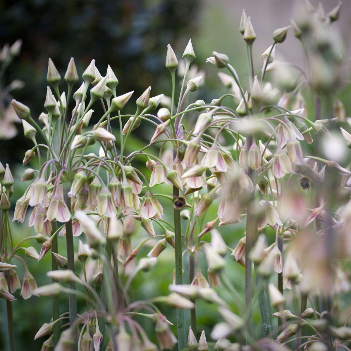 Alliumzwiebeln - 30 Stk - Allium 'Nectaroscordum' - Blumenzwiebeln - Rosa 