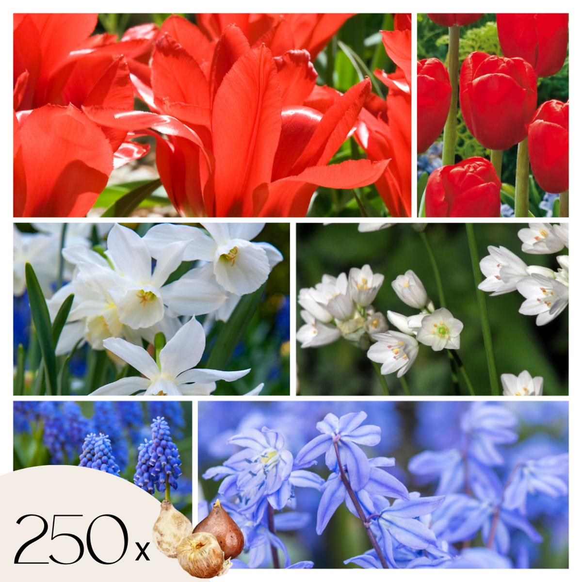 Bulb Mix Blumenzwiebelmischung - 250 Stk - Tulipa Narcissus Scilla Allium Muscari 