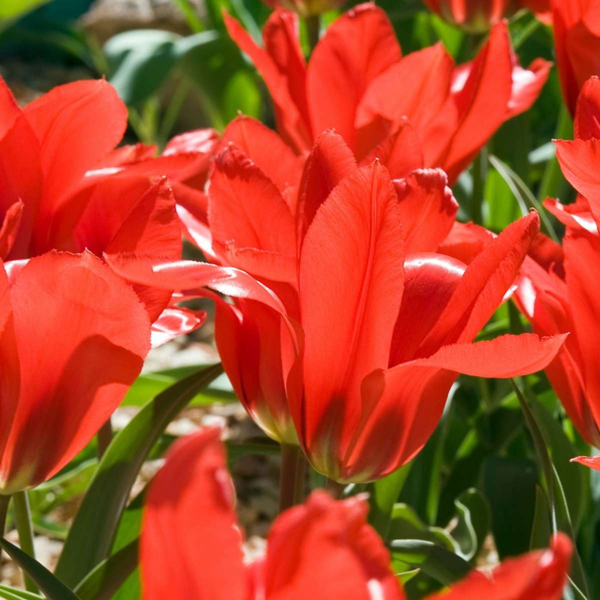 Bulb Mix Blumenzwiebelmischung - 250 Stk - Tulipa Narcissus Scilla Allium Muscari 