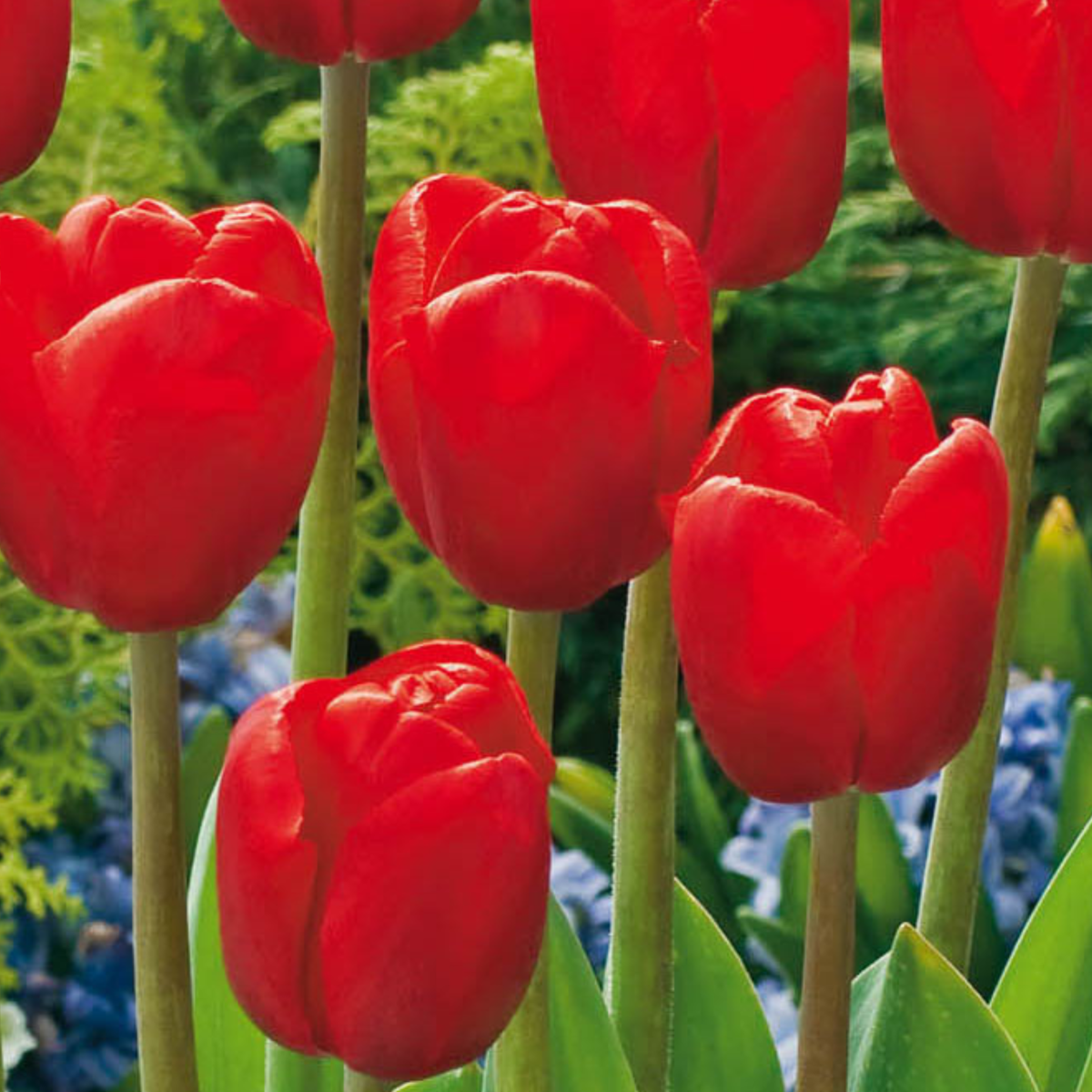 Bulb Mix Blumenzwiebelmischung - 125 Stk - Tulipa Narcissus Scilla Allium Muscari 